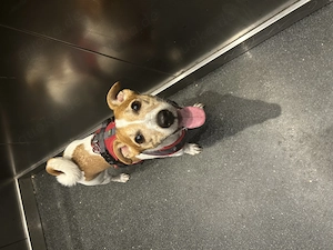 Verspielter Jack Russell Terrier Rüde sucht neues Zuhause