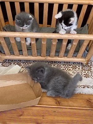 Baby katzen(M)