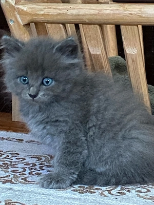 Baby katzen(M)