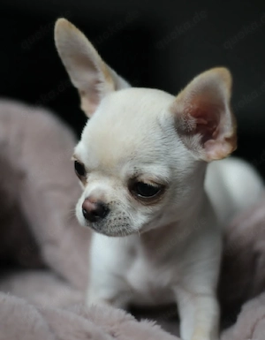 Premium-Chihuahua-Welpen suchen ein Zuhause 