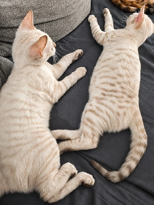 Bengal Toyger Kitten 