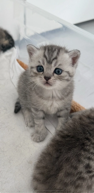 kitten zu verkaufen 