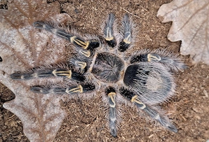 Vogelspinnen, Springspinnen, Skorpione, Scolopendra, und viel mehr