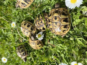 Griechische Landschildkröten, Schildkröten 