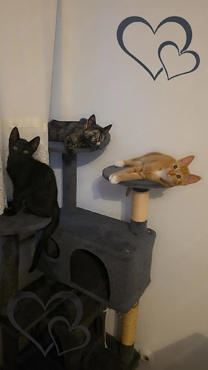 baby katzen zu verkaufen 