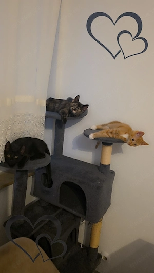 baby katzen zuverkaufen 