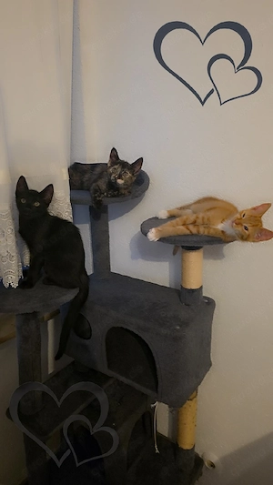 babykatzen zu verkaufen 