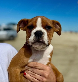 OEB old english bulldog Rüde 