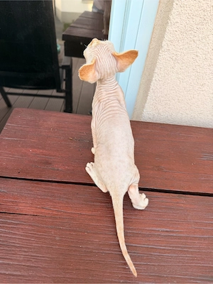 Devon Rex Kitten Katze geimft gechippt Stammbaum  Bild 7