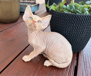 Devon Rex Kitten Katze geimft gechippt Stammbaum 