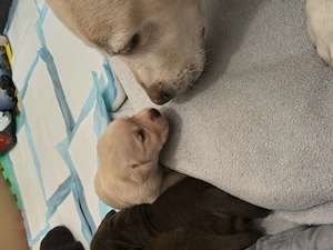Labrador Retriever Welpen