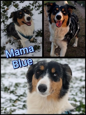 Border Collie Welpen zu verkaufen  Bild 5