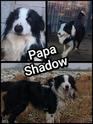 Border Collie Welpen zu verkaufen  Bild 6
