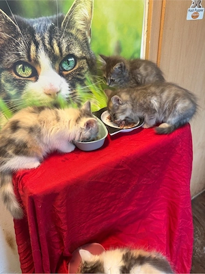 Wunderschöne Maine Coon Kitten in allerbesten Händen Bild 5