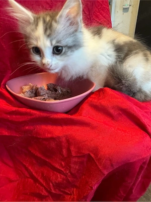 Wunderschöne Maine Coon Kitten in allerbesten Händen Bild 3