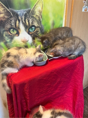 Wunderschöne Maine Coon Kitten in allerbesten Händen Bild 4