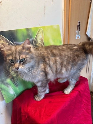 Wunderschöne Maine Coon Kitten in allerbesten Händen Bild 2