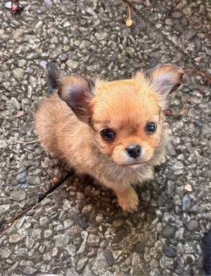 Chihuahua Welpen langhaar