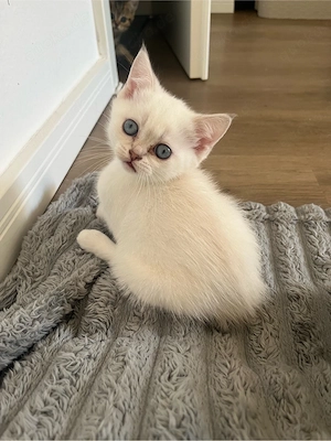 BKH Kitten 