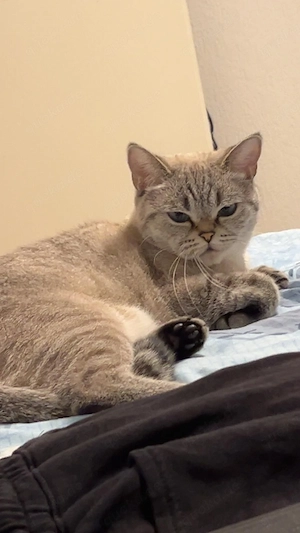 Britisch Kurzhaar Katze 
