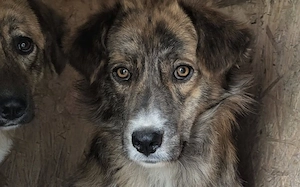 Scheuer Ringo sucht Vertrauensperson