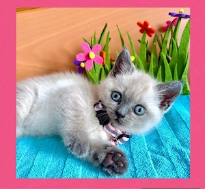BKH Kitten in Blue Point