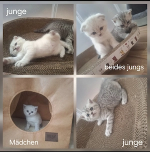 Wunderschöne BKH kitten abzugeben 