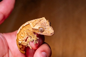 Kronengecko 0.0.1 vmtl. Harlequin Dalmatiner 