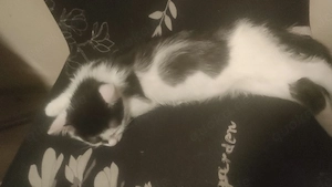 Katzenbabys 