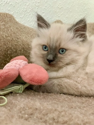 Reinrassige typvolle Ragdoll Kitten abgabebereit verschmust Familienkatzen