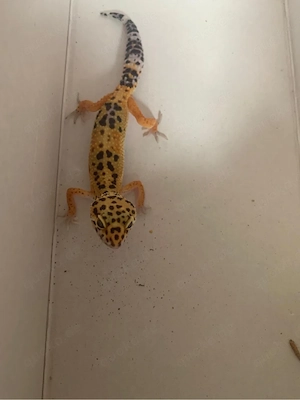 Leopardgecko weibchen 