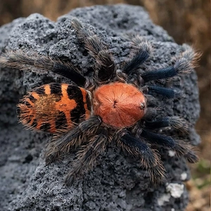 Davus pentaloris 0.1 vogelspinne mit terrarium exo terra  30 30vogelspinnen spinne