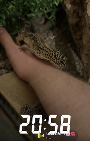 2 Leopardgecko Weibchen (vorzugsweise mit Terrarium.