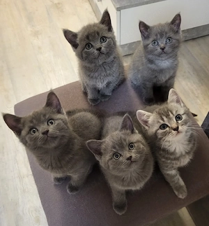 BKH-Kitten