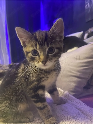 Mix-Kitten