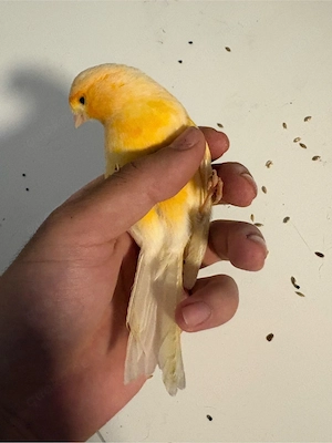 Kanarienpärchen