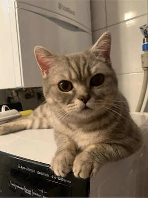 bkh Kater 1Jahr alt 
