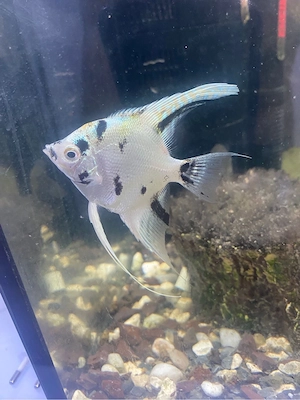 Aquarium vollausstatung 