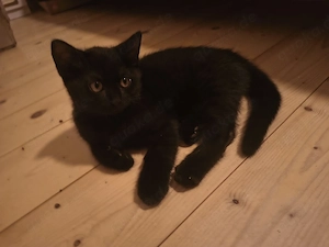 Babykatze sucht ein neues Zuhause 