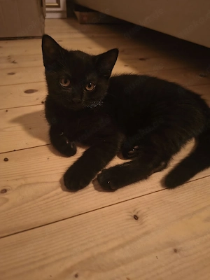 babykatze sucht ein neues Zuhause 