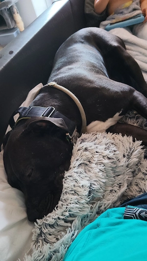 American Bully XXL 