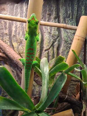 Phelsuma grandis 1 0