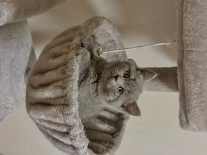 Verspielte British Shorthair Kitten suchen Zuhause