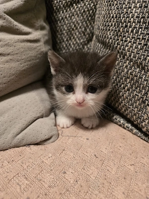 BKH Kitten