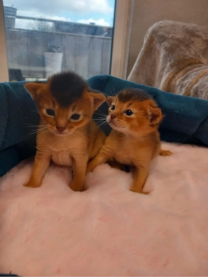 Abessinier Kitten Katzen Auszugsfertigin ca. 10.08 gechippt geimpft Stammbaum 