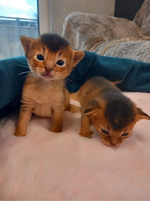 Abessinier Kitten Katzen Auszugsfertigin ca. 10.08 gechippt geimpft Stammbaum 