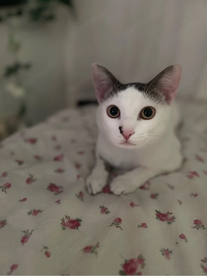     Lieber Kater Pamuk (EKH, geimpft) sucht neues Zuhause 