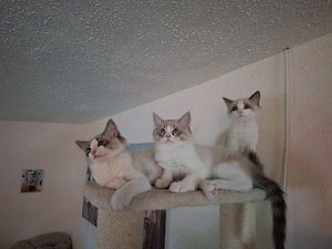 Ragdoll x Heilige Birma Kitten Katzen