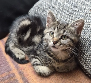 Bildhübsches Main Coon Mix Mädchen 