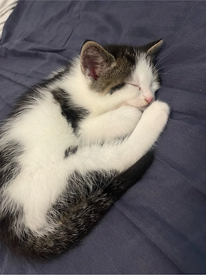     Europäisch Kurzhaar Kitten